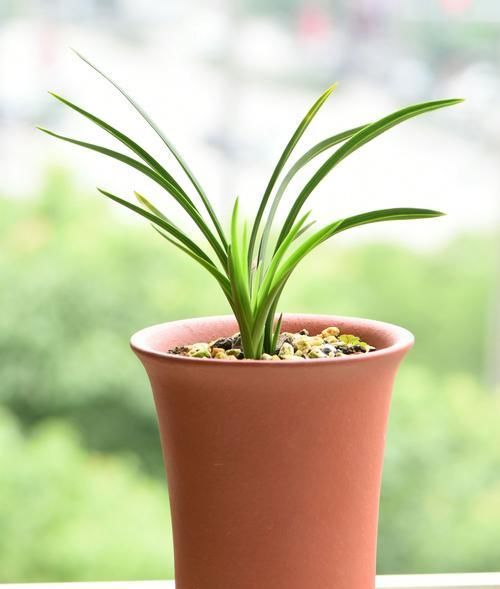  「深盆」种植兰花用浅盆好还是用深盆好？十年兰花老农给出了答案