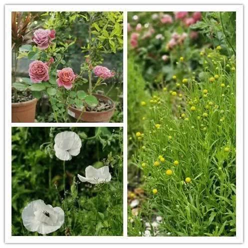  『辞职』从银行辞职做“花农”，她打造的花园超治愈