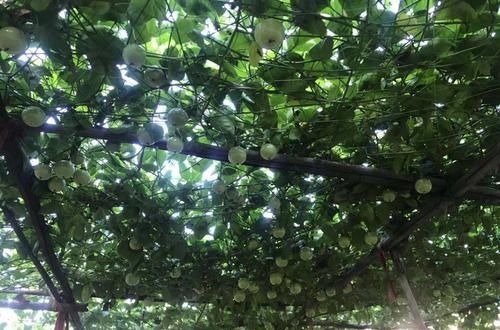  『扦插』扦插百香果总是腐烂不生根？只需一个泡沫箱，15天发芽，30天生根