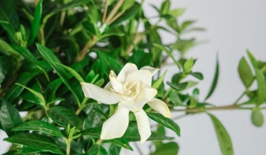  「栀子花」栀子花绣球，现在不能剪枝条，剪了一年不开花！