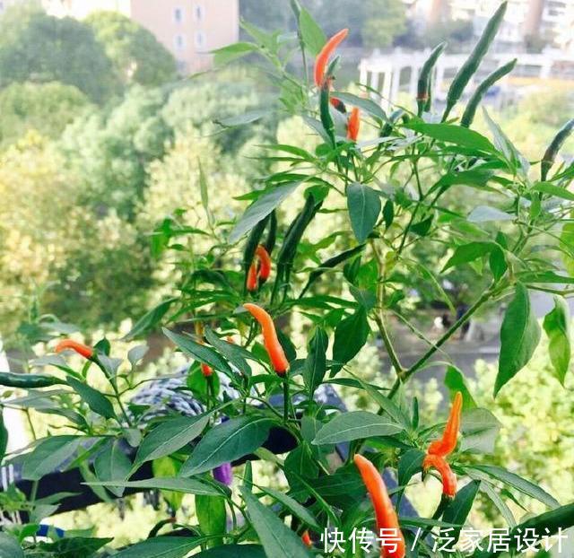 「硕果累累」阳台种菜,种3种速生菜,30天就采摘,叶子肥嫩,硕果累累