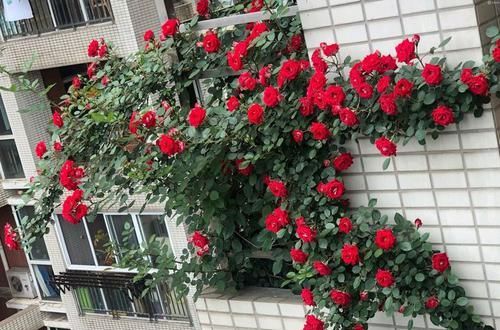  「美艳」春天养这几朵小花，随意养都爆盆，花色漂亮，观赏性极高，超美艳
