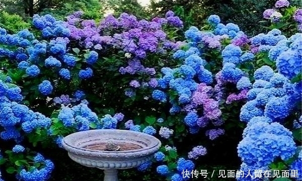  品种|欧洲庭院很常见，被误认为是欧洲花卉，其实它是中国本土花卉