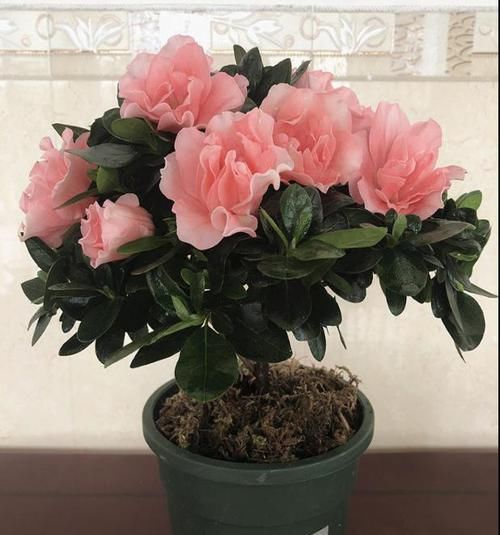 『漂亮』此花,极其容易爆盆,花色艳丽可爱,花朵漂亮优雅,浪漫气息浓郁
