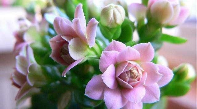  【友养】老花友养长寿花多年，分享几个技巧，照着做，长势旺年年开花不断