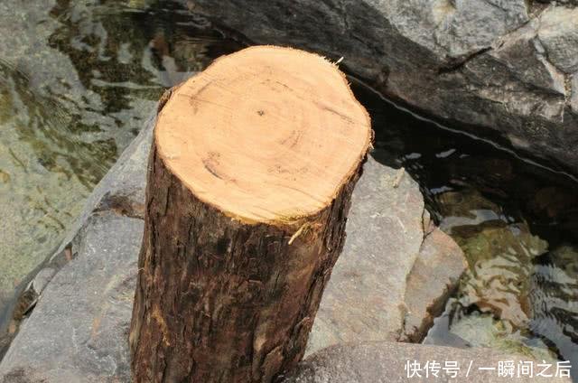 农民把它当柴烧，却不知它是珍贵的“黄檀”，价值比紫檀还高