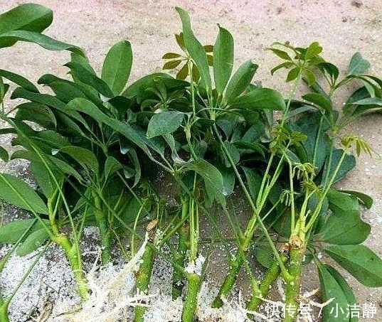  「观叶」路边4种树，遇见别错过，掰个叉就生根，观叶赏花还好吃
