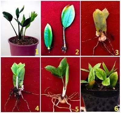  「盆栽」这3种绿植扦插繁殖，不用2周就能长成新的盆栽
