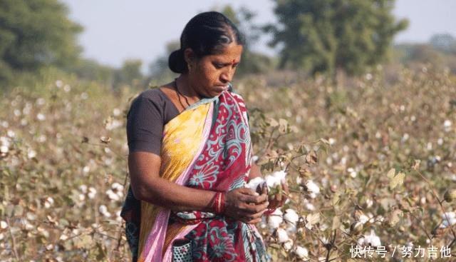 【们中国】印度把他们的棉花低价卖给我们国家，再用高价买回去，这是为何！