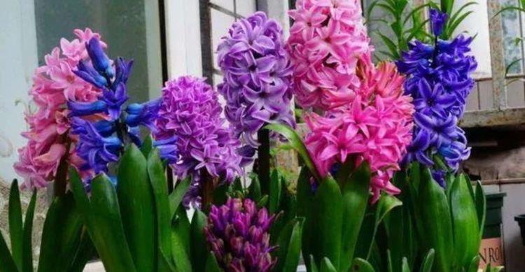 『值钱』养花就养这几种花,好养易活花量大,开花满枝头,越养越值钱