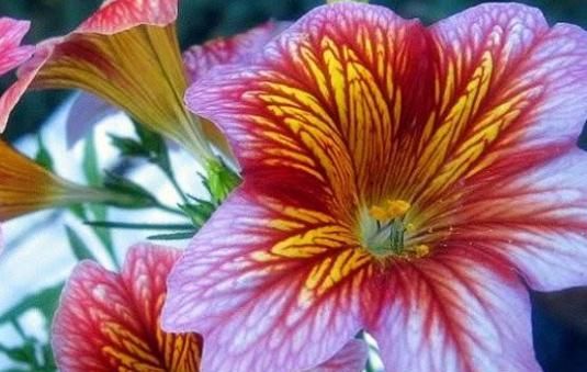  「来跟大家」一种“混色花”养家中，花开有“10色”，花朵像喇叭，一开大半年