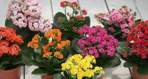  『长寿花』这种花真奇怪，喜欢'喝'中药，叶子油绿，花开一茬接一茬