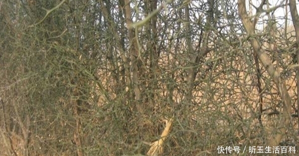  「防贼」农村一种快消失的树，农民用它来防贼，结的果像橘子却