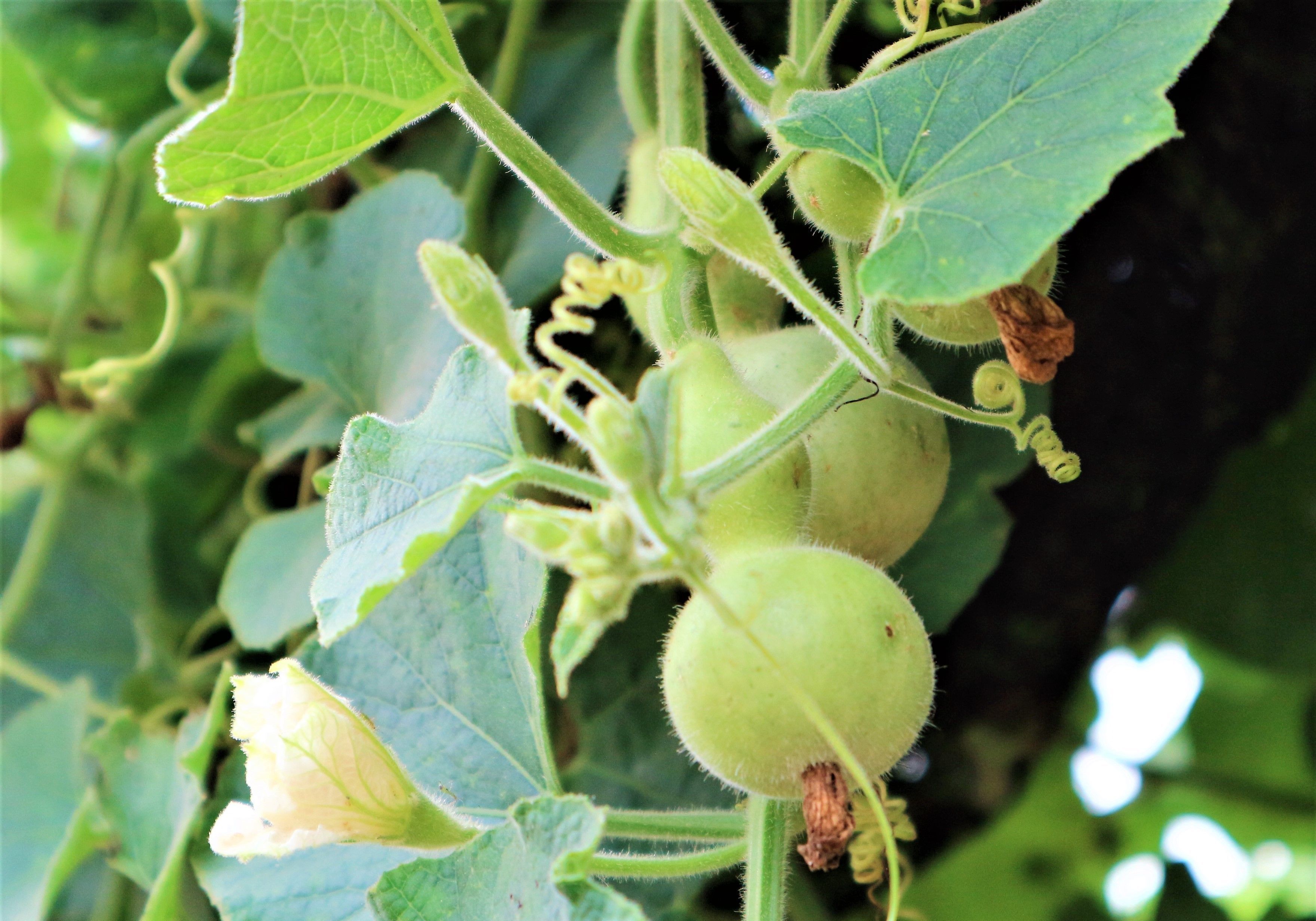 农民种植小葫芦，受到冷嘲热讽，2亩收入60000元，村民们羡慕