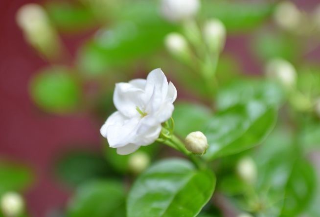  茉莉花的花|此花有花中黄金之称，外观呆萌又可爱，有人间第一香的美誉