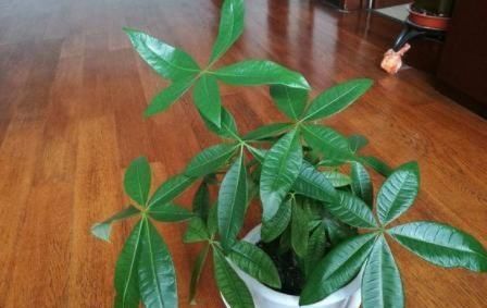  #消毒#夏季种植发财树，放置在客厅？选择“剃光头”，更有利于后续发展
