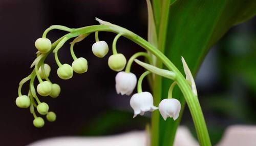  『花型』这些花不仅好看，花型独特，随便一浇水就爆盆，花朵蹭蹭地冒