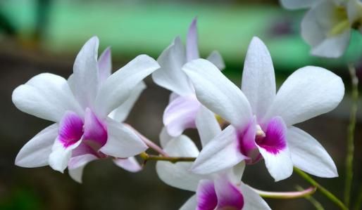 「绚丽多姿」此款花卉，好养易爆盆，花开娇丽轻盈，绚丽多姿，养在客厅美极了