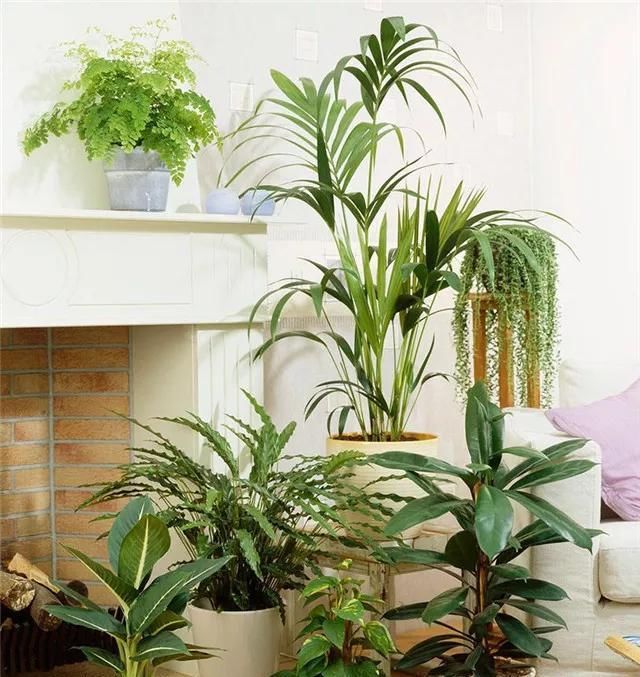  [色彩]植物搭配｜让植物与你的家融为一体