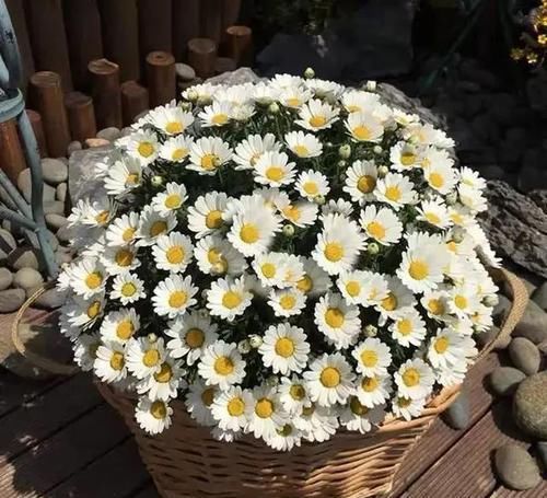 『增加』满满少女心的玛格丽特菊花,文艺青年的最爱,这样养护花开爆盆!