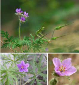 农村罕见杂草“牻牛儿苗”，竟是祛风湿解毒的良药