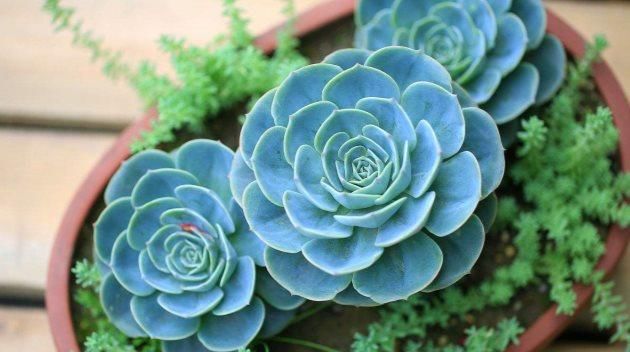  「高温」这些多肉植物，夏天别买，高温难养活！