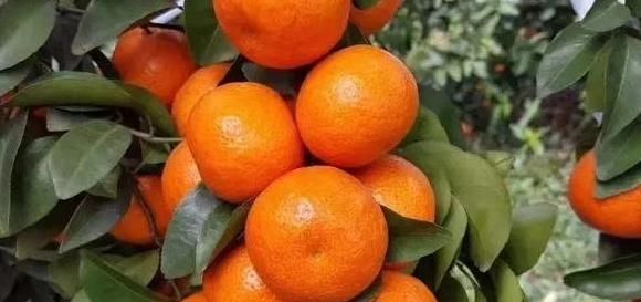  「发酵」砂糖橘行情低迷，果农砍树还是继续种植？没有品质都是