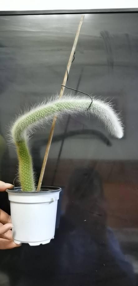  「尾巴」这花长得真奇怪，活像一条猴尾巴，还能开出大红花