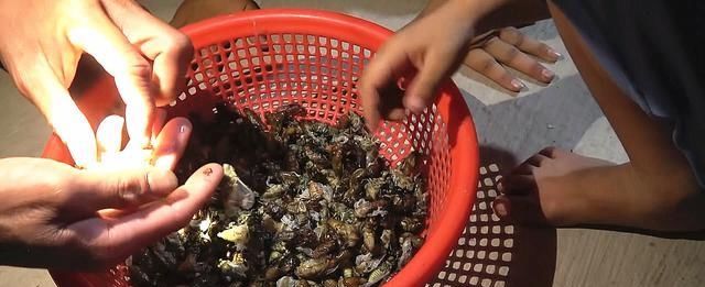 在山东老家林场里捉知了龟，一棵树上能捉10只，1小时捉一大盆