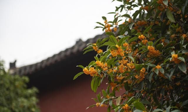  错过@农村老家院子种什么树合适？老农：这4种树，千万别错过！