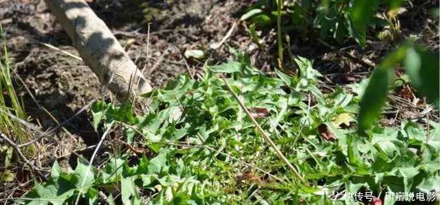 用蒲公英泡水,对人体有什么影响知道全部答案