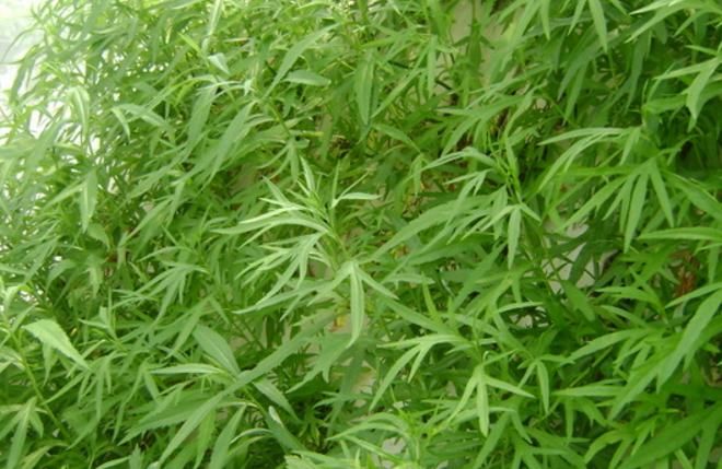  「炖汤」农村常见的野草，人称“减肥草”，聪明人用来“炖汤”送家人