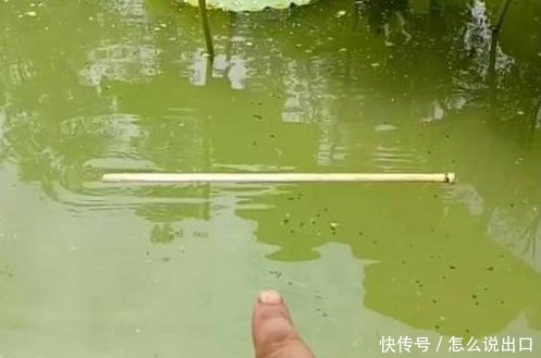 男子将肉扔到池塘里，众人不理解，等上来以后都无话可说