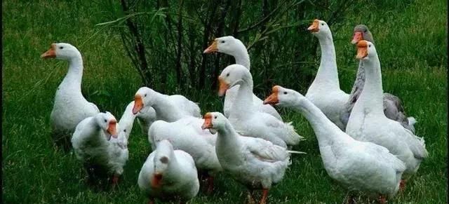 请别再折腾农业了，农民们伤不起