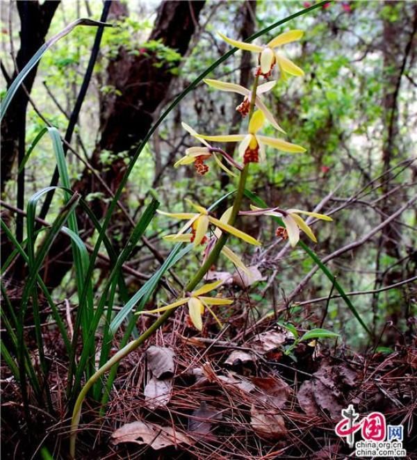  「老师」兰花魂：兰舌终有凋零日 草根不竭永精神