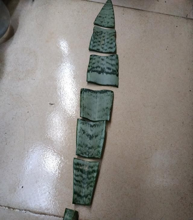 【扦插到】这“3种花”，摘一片叶插土里，1个月生根，3个月长满盆，不用买
