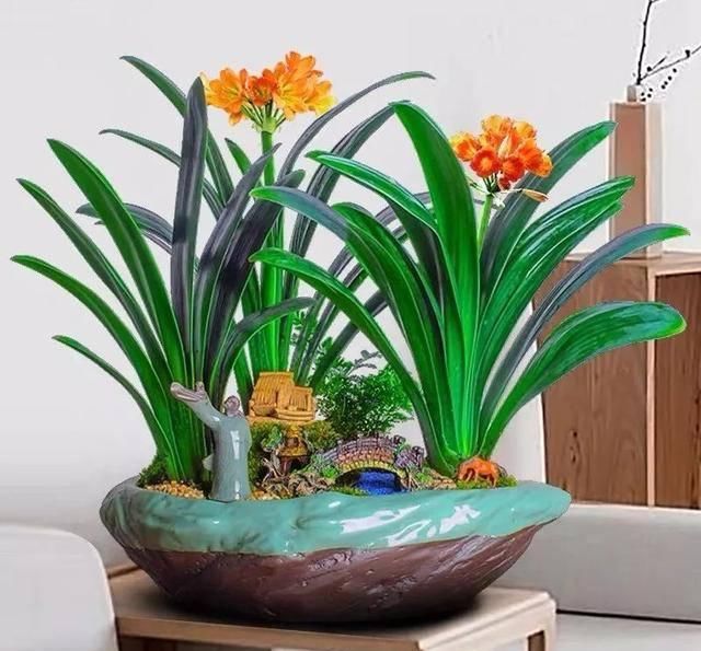  适合：这五种植物耐旱又耐阴，家里没阳光也能长得好，适合工作忙的人
