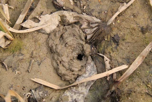  「发现」农村小伙淤泥里发现“它”，真是意外之喜，收获颇丰啊