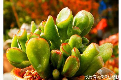 「家里」3种多肉植物,养在家里,旺财寓意好,值得拥有!