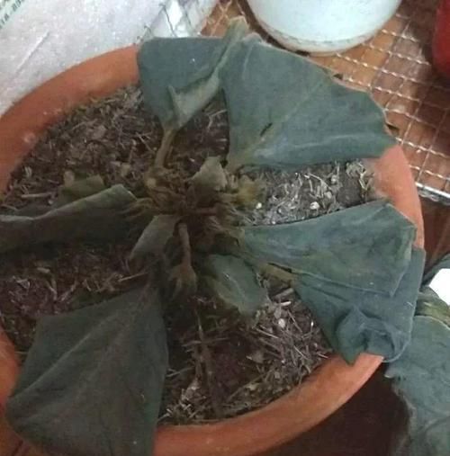 [大岩桐]大岩桐浇水另有方法，这一点不注意，分分钟烂叶子！