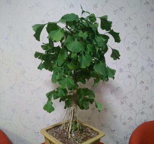  『银杏』银杏小苗怎么做盆景，3种建议做出精美的银杏景观