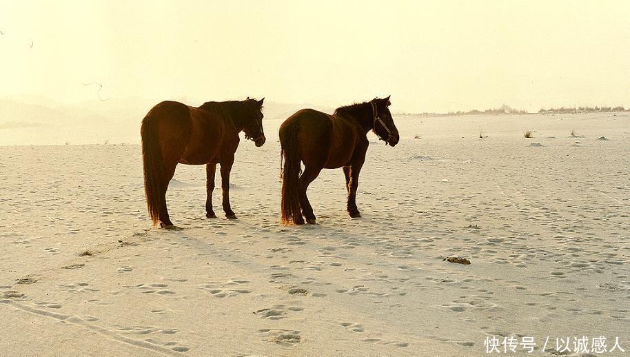  值钱■中国最值钱的沙漠, 占地面积3000多亩, 一斤沙换一斤大米