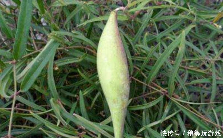 农村地里正在消失的零食，图2比甘蔗还甜，图4如今想找都困难！