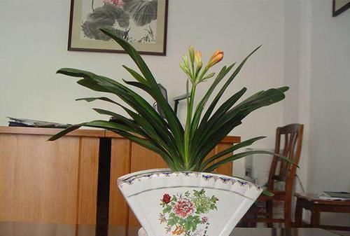 永不：20年老花农透露君子兰养护秘籍：这样养永不烂根掉叶！