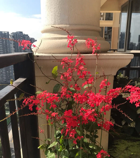  #耐寒#此木本植物插枝就能活，花期超长又耐寒，花开“红红火火”很喜庆！