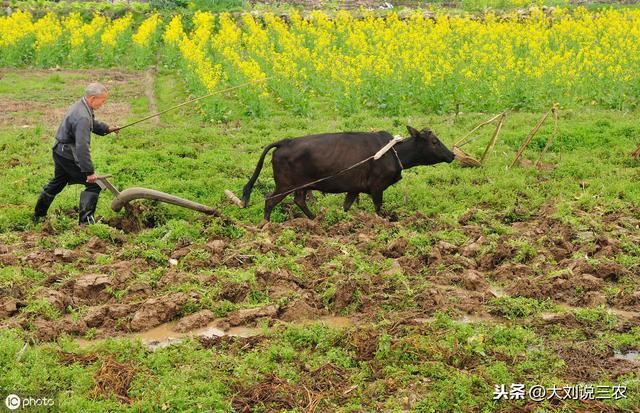为什么农村人都不吃牛肉？除了有感情之外还有另外一层意思