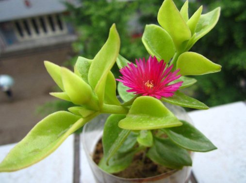 『轻松』家养这几款植物，可贱养不矫情，全年循环开花，轻松打造小花园