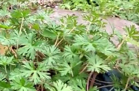  名字■农村一种野草的名字十分霸气，是药王孙思邈所赐，有活血