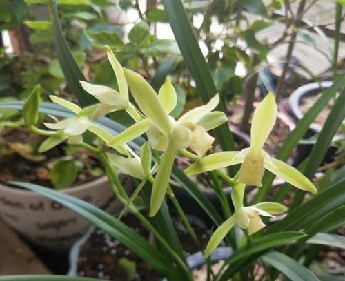  『盆土』怀疑人生了，养护一年的兰花总是僵苗不见长，脱盆以后发现小秘密