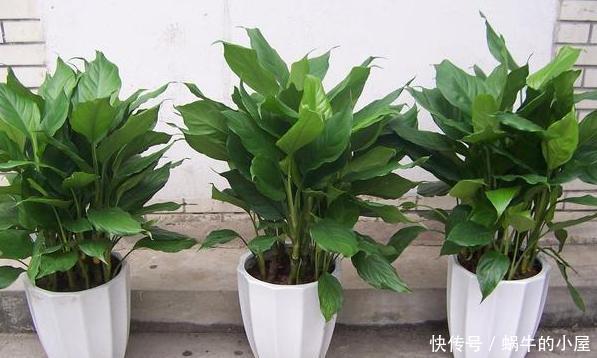 好看:3种植物别再水培了,土培好看又好养,植株长势猛、枝叶繁茂